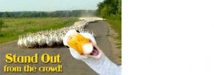 geese
