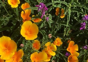 Wildflowers