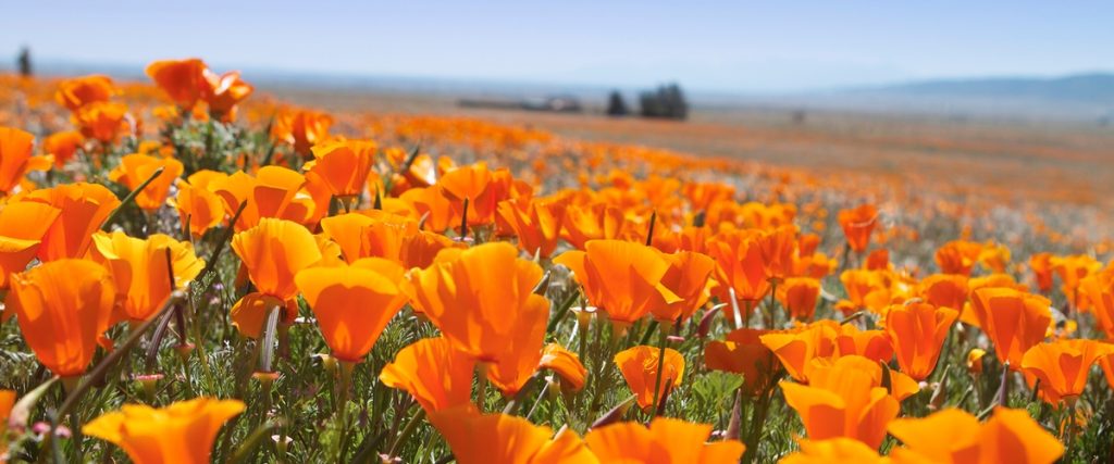Wildflowers