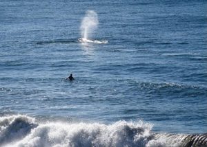 Whale Watching at Bodega Head