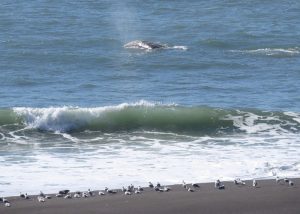 Whale Watching at Bodega Head