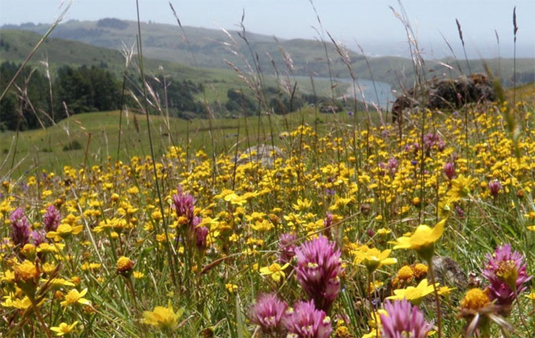 Wildflower walks in Sonoma County