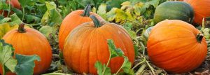 Pumpkin Patches and Corn Mazes in Sonoma County