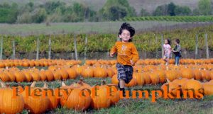 Tolay Fall Festival Sonoma County
