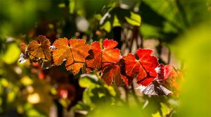 Vineyards Sonoma County Winegrowers