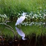 Marshlands State Parks