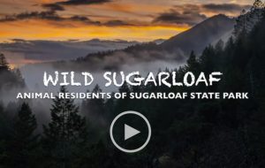 Animals at Sugarloaf Park