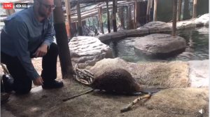 Beaver at Sonoma County Wildlife Rescue