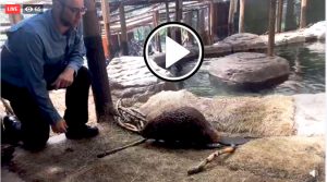 Beaver