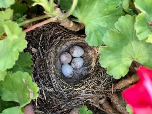 Bird nest Toni Pimentel