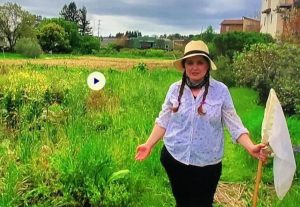 Insect Safari for kids with Daily Acts