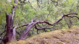 Manzanita at Pepperwood Preserve