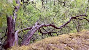 Manzanita at Pepperwood Preserve