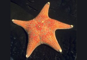 Sonoma County tidepools