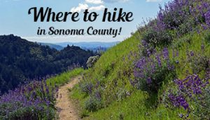 Where to hike in Sonoma County
