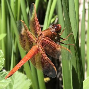 Dragonfly at Sonoma County Regional Parks