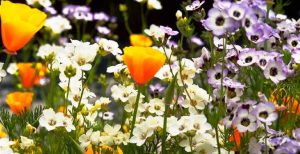 Eco-Garden-Tour