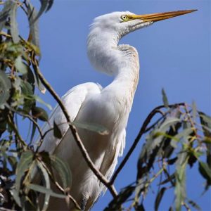 Egret at Bodega Head by Deb Hartnett