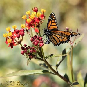 Monarch photo by Katie Gebhardt