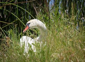 Swan photo by Jason Baldwin