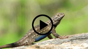 Western-Fence Lizard at Pepperwood