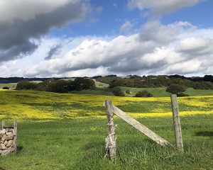 Landscape photo by Ilene Shupnick Eastside of Petaluma