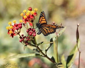 Monarch butterfly in Petaluma by Katie Gebhardt.