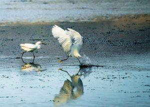 Egret in Bodega Bay, photo by Will Bakx