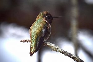 Anna's hummingbird photo by Deb Hartnett