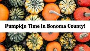 Pumpkin patches in Sonoma County