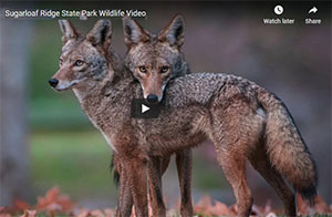 Coyotes at Sugarloaf Ridge Park