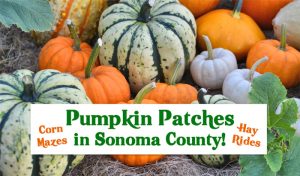 Pumpkin Patches in Sonoma County