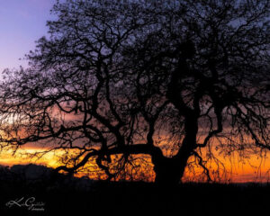 Sunset at Ellis Creek Wetlands. Photo by Katie Gebhardt.