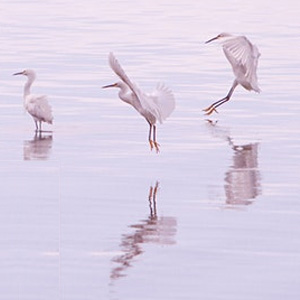 Birdwatching talk Laguna