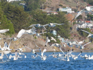 Gulls in flight at Jenner. Photo by Kathy Salangsang