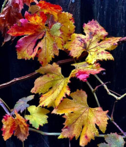 Fall leaves. Photo by Anne-Marie Nordquist.