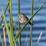 Guided Bird and Nature Walks in Petaluma