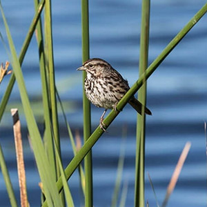 Guided Bird and Nature Walks in Petaluma