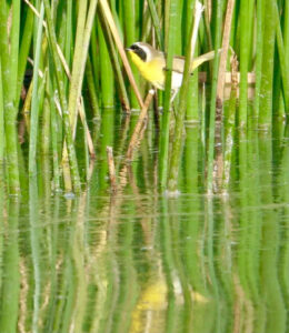 Common Yellow Throat at Ellis Creek by Willow Green.