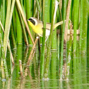 Common Yellow Throat at Ellis Creek by Willow Green.