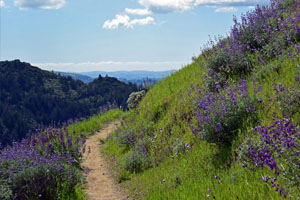 Where to Hike in Sonoma County