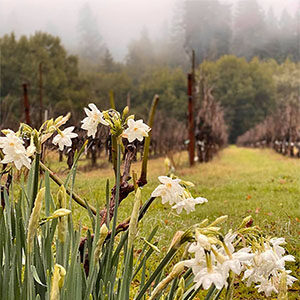 Early Paper whites blooming along a Healdsburg country road. Photo by Linda Barretta Borri.