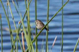 Petaluma Wetlands Alliance Bird Walks