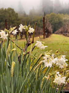 Early Paper whites blooming along a Healdsburg country road. Photo by Linda Barretta Borri.