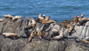 Sea Lions at Fort Ross