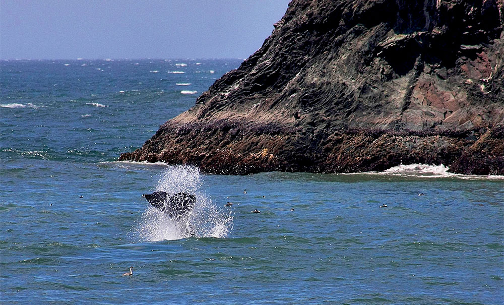 Whale watching, Stewards of the Coast and Redwoods