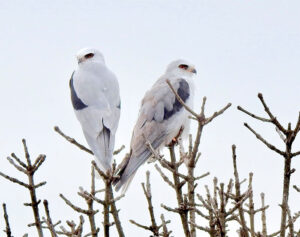 White-tailed Kites Laguna de Santa Rosa, photo by Lorraine Bruno