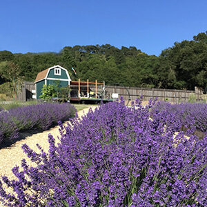 Bees N Blooms Lavender farm