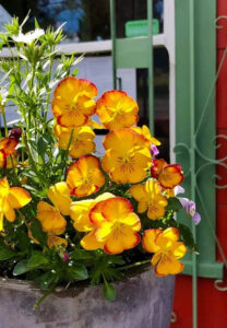 Pansies at Pascaline Patisserie, photo by Kathy Jernigan