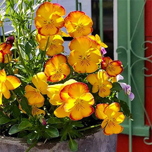 Pansies Photo by Kathy Jernigan.